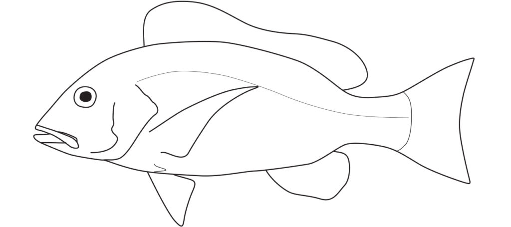 Lutjanidae