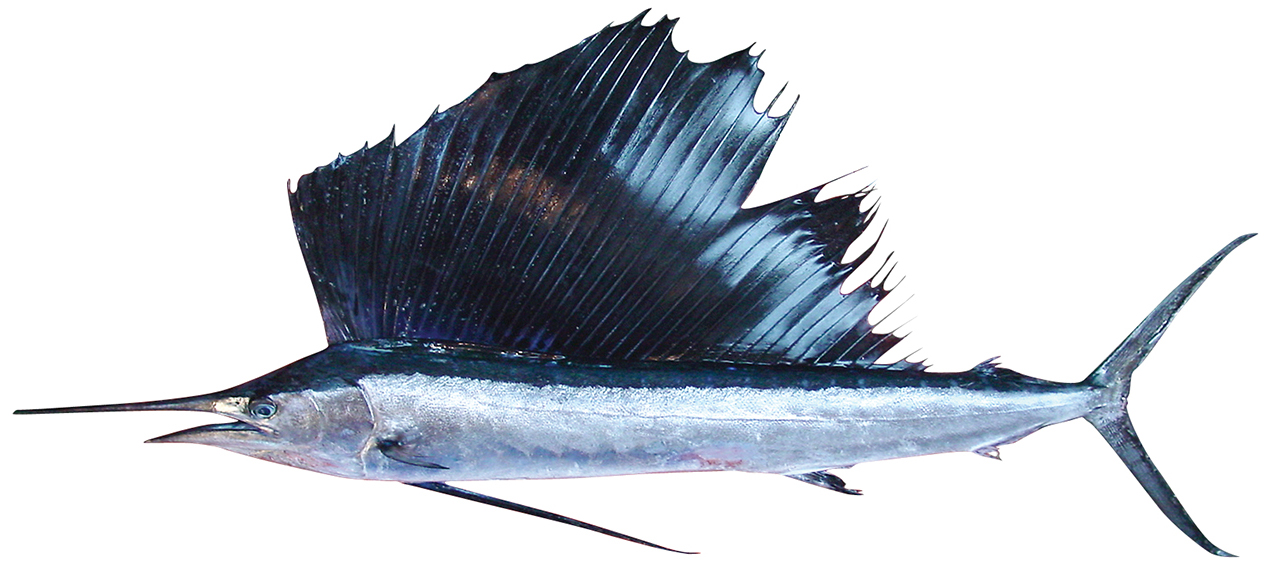 Istiophorus platypterus