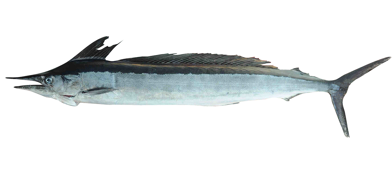 Tetrapturus angustirostris