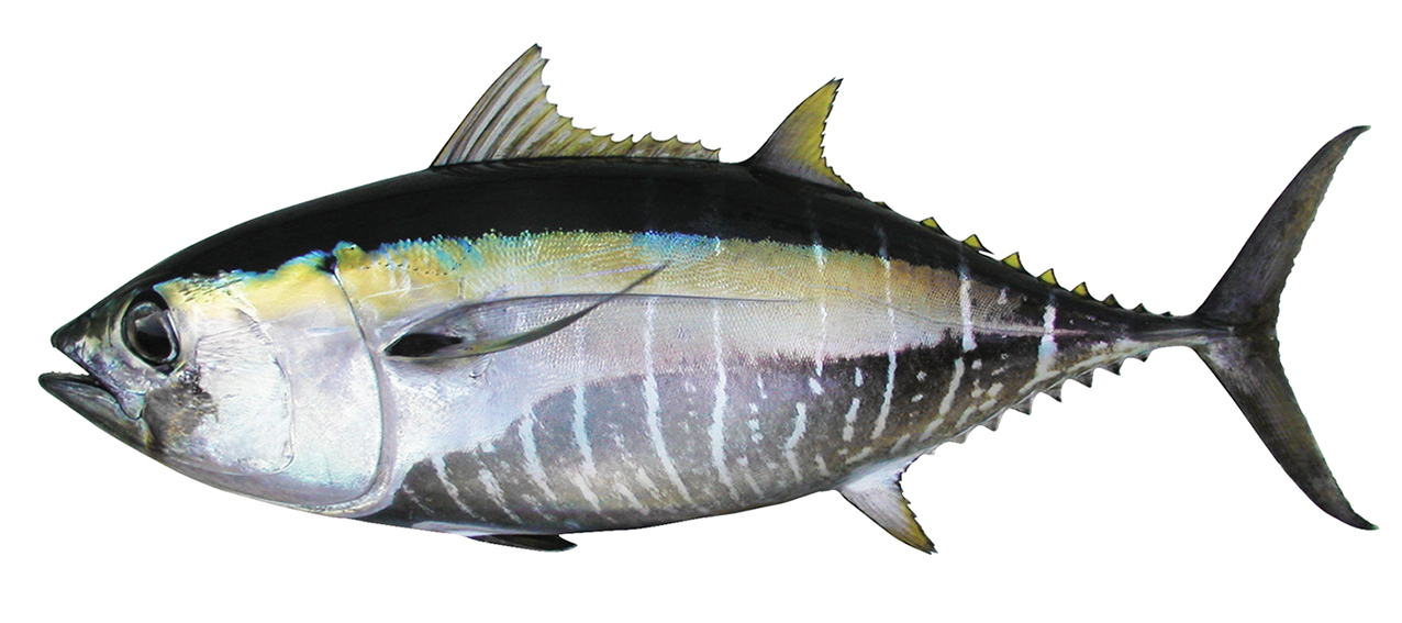 Thunnus obesus