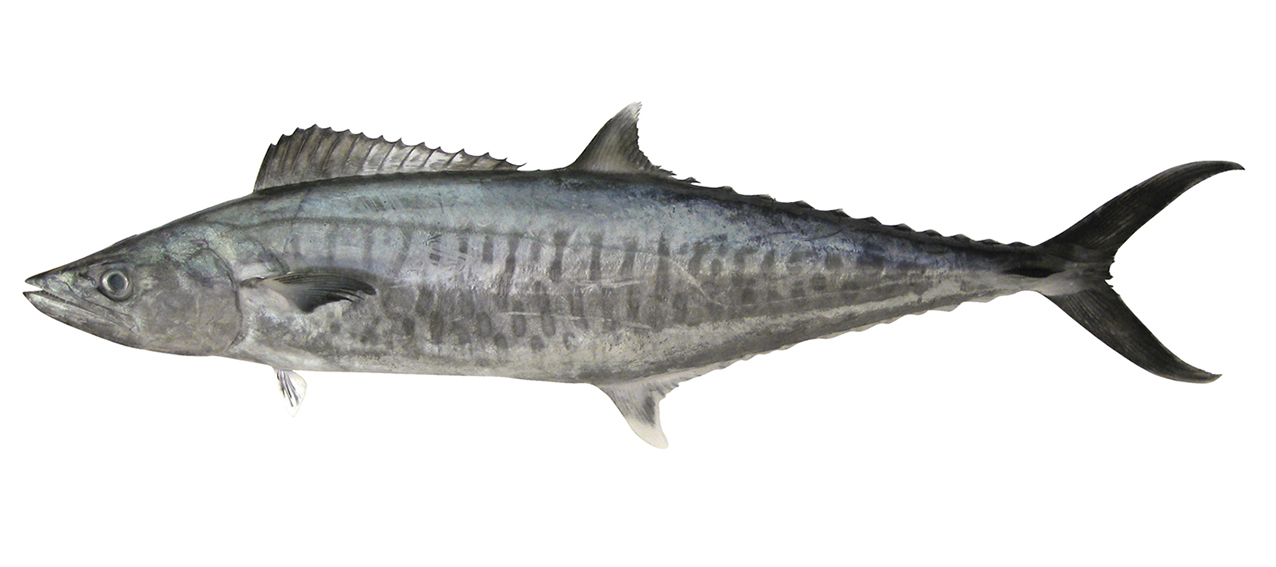 Scomberomorus commerson