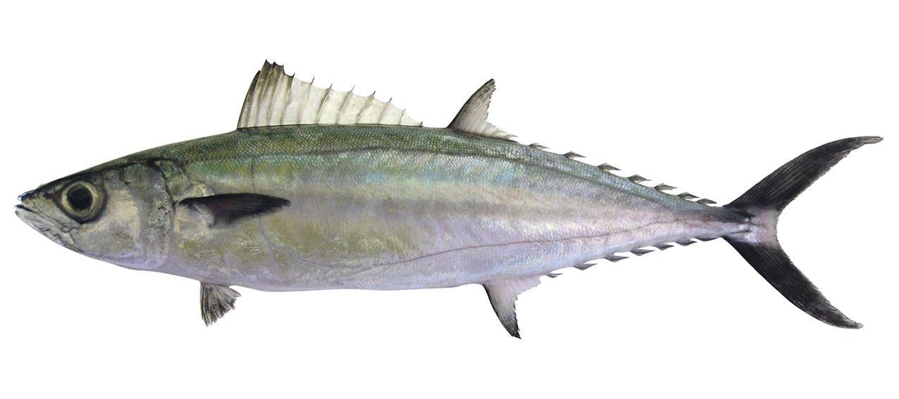 Grammatorcynus bilineatus