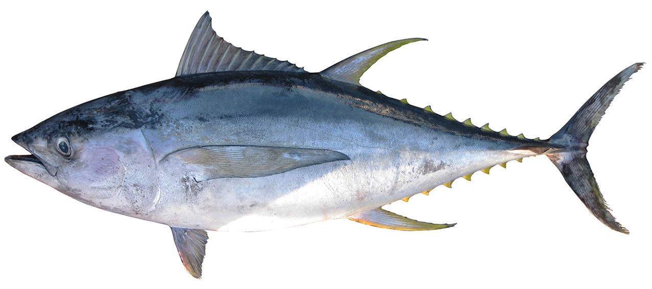 Thunnus albacares