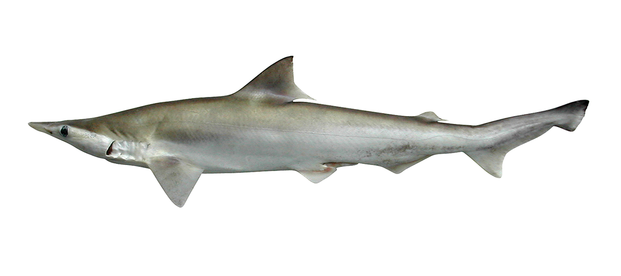 Scoliodon macrorhynchos