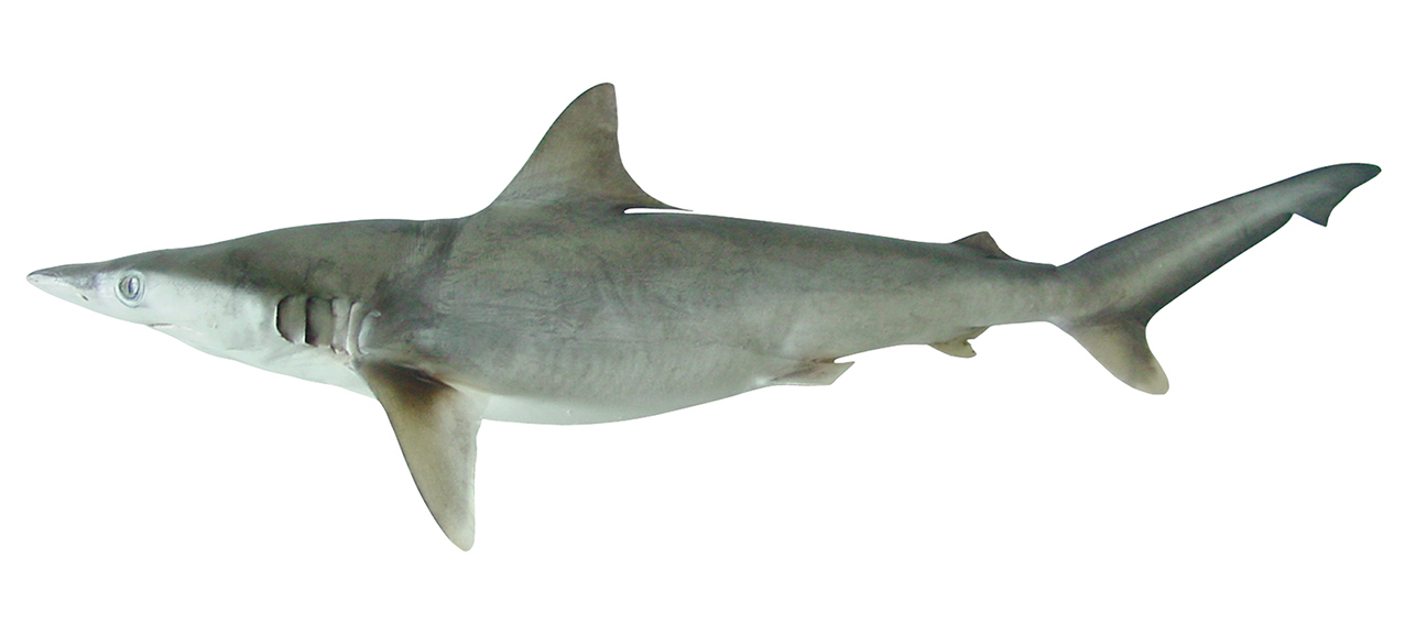 Carcharhinus macloti