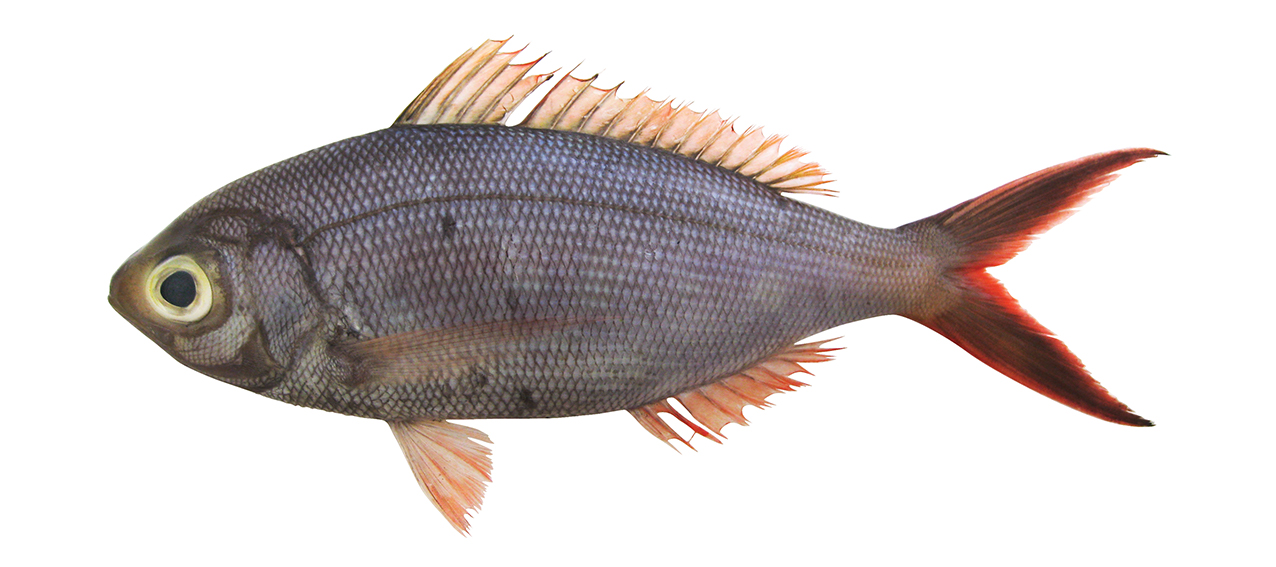 Paracaesio brevidentata