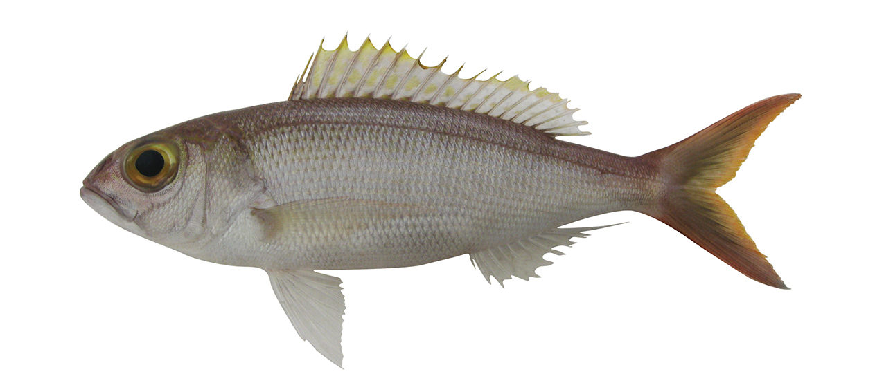 Pristipomoides filamentosus