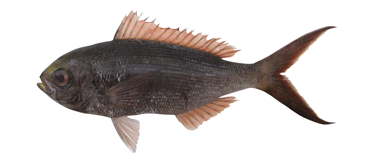 Paracaesio sordida