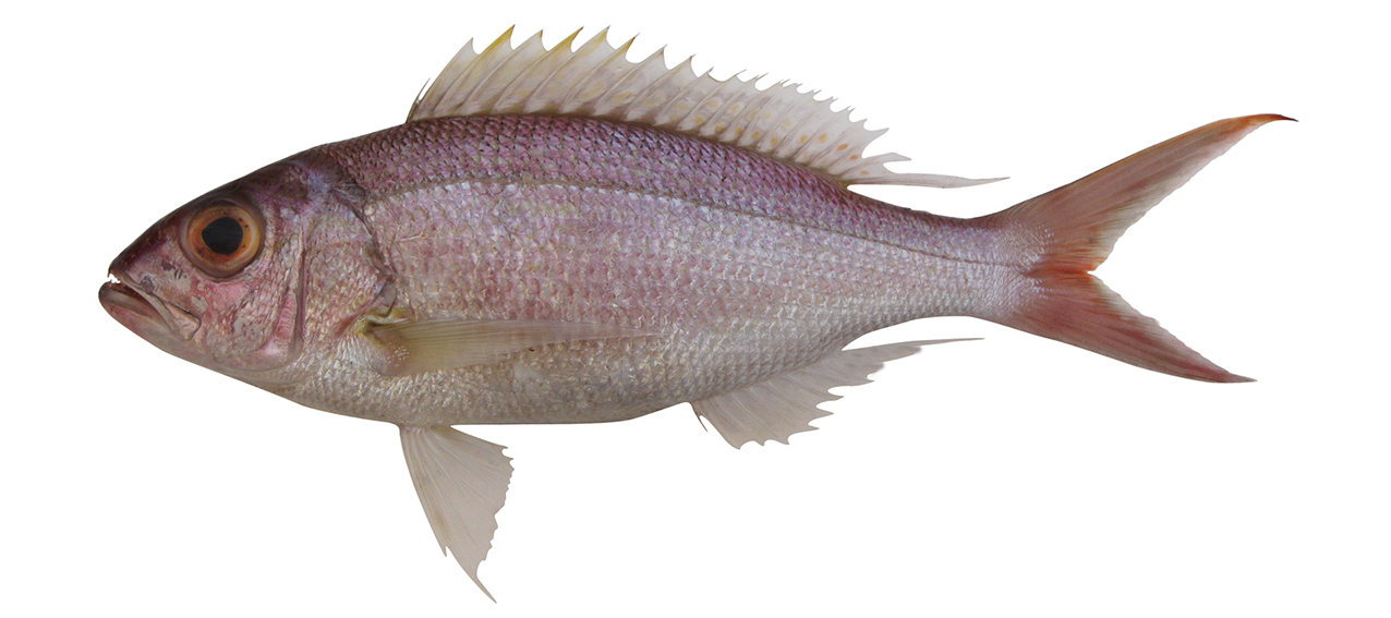 Pristipomoides typus