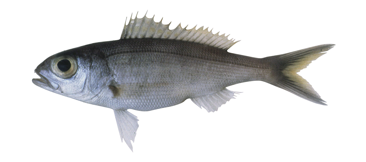 Pristipomoides flavipinnis