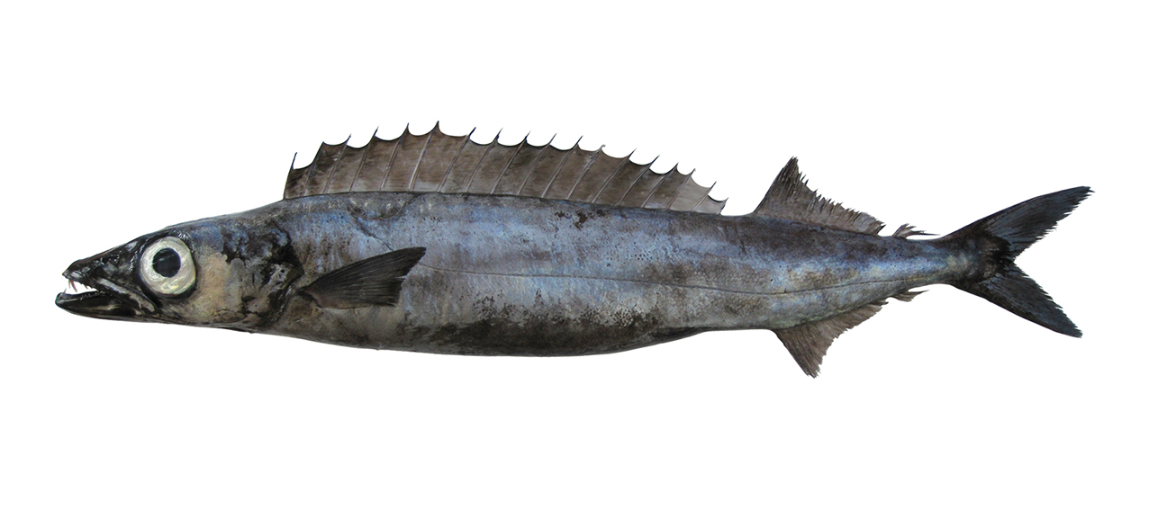 Promethichthys prometheus