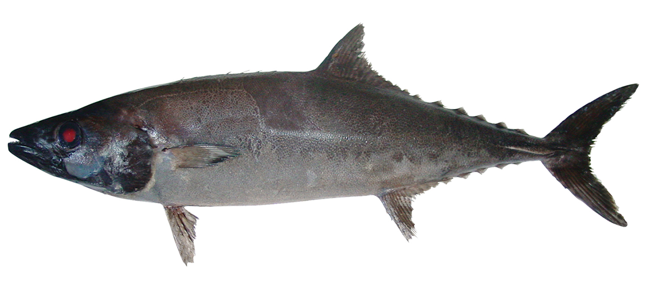 Lepidocybium flavobrunneum