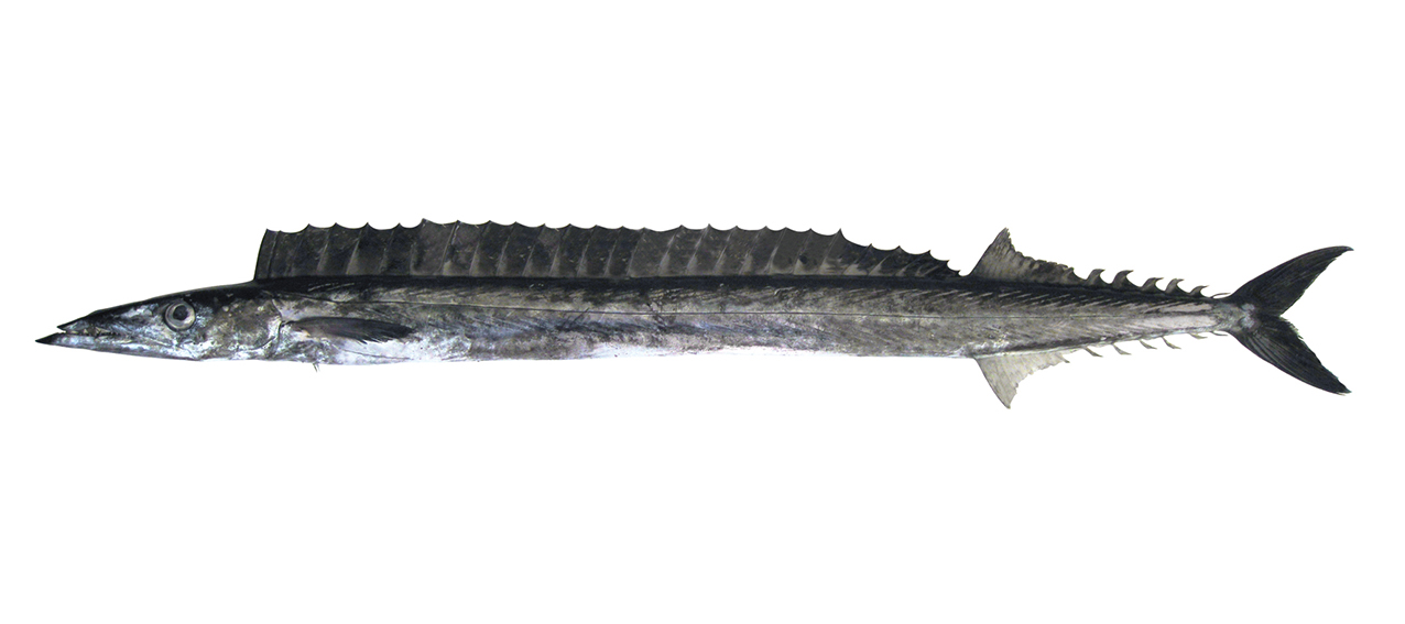 Gempylus serpens