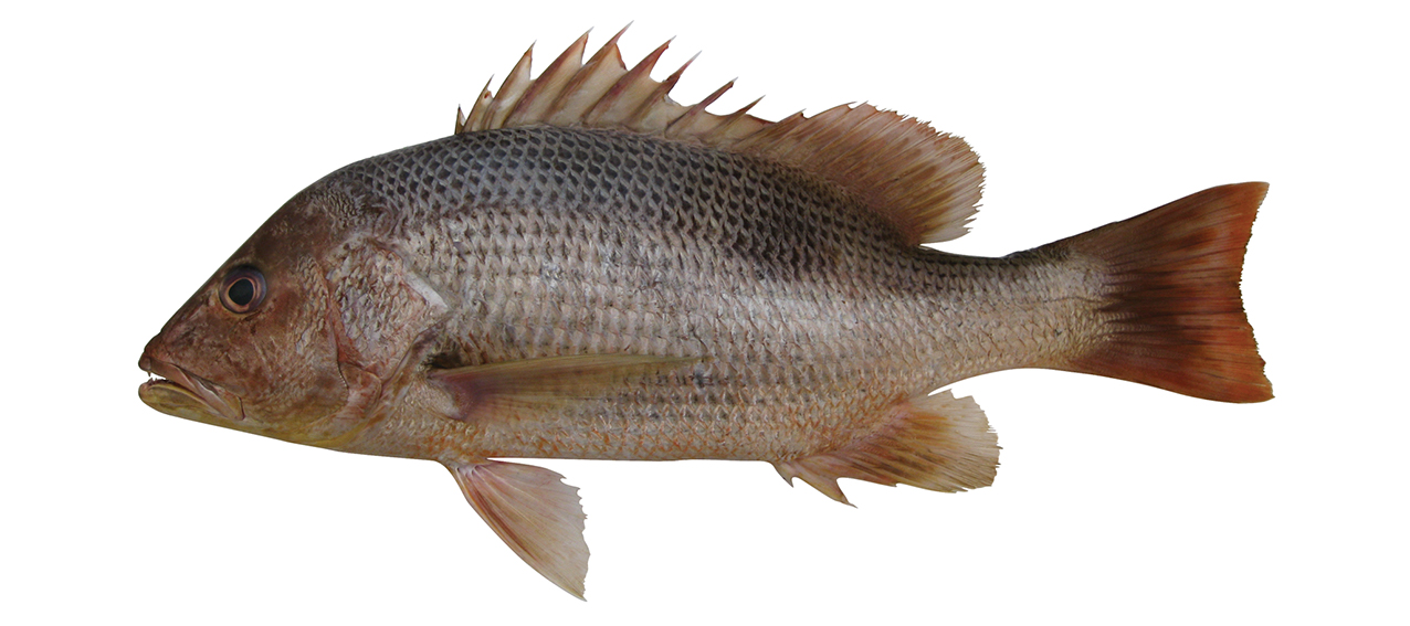 Lutjanus johnii