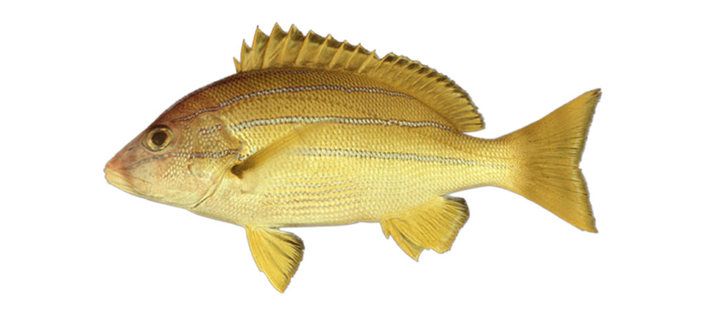 Lutjanus kasmira