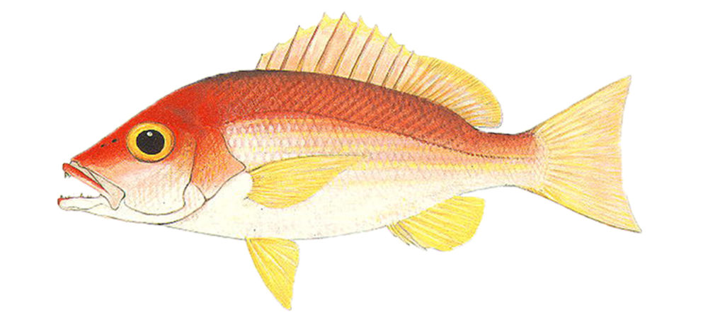 Lutjanus mizenkoi