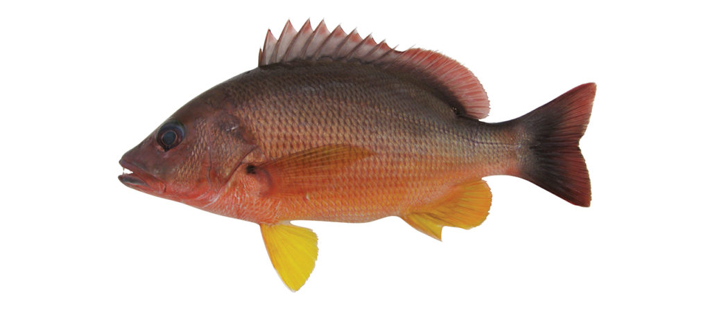 Lutjanus papuensis