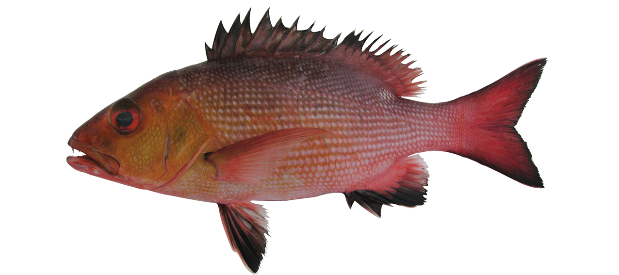 Lutjanus bohar