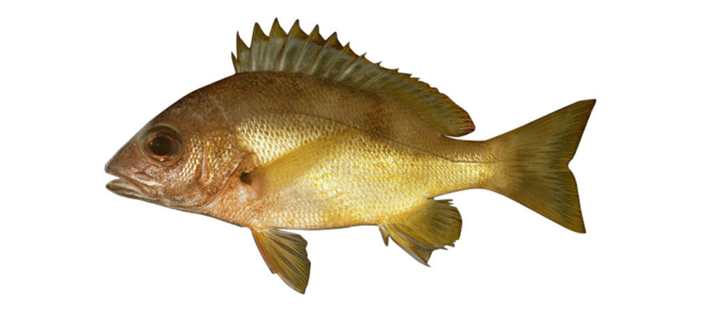 Lutjanus boutton