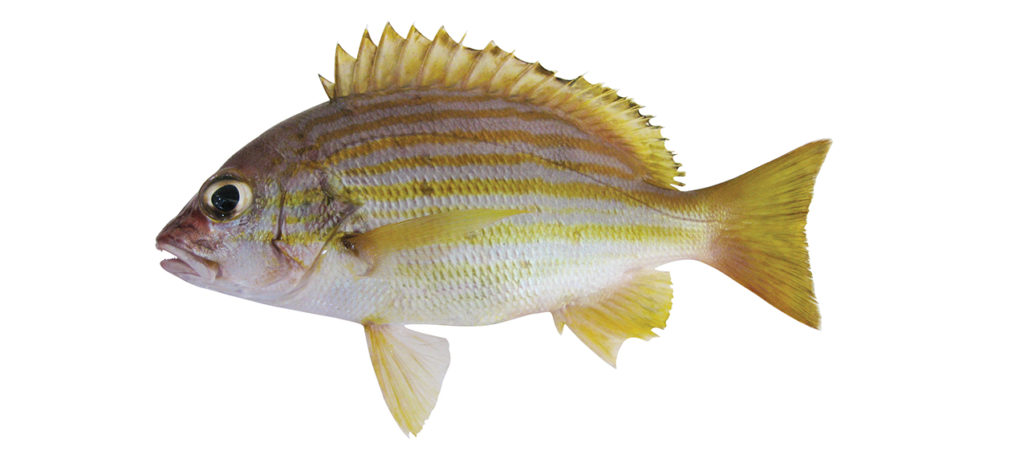 Lutjanus rufolineatus