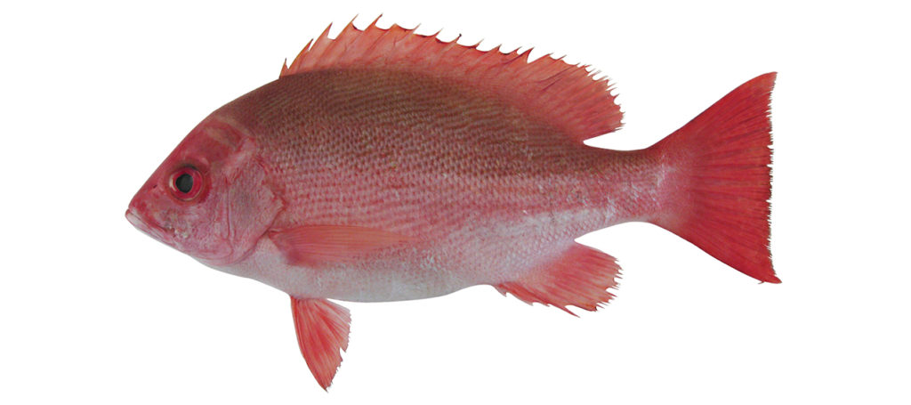 Lutjanus erythropterus