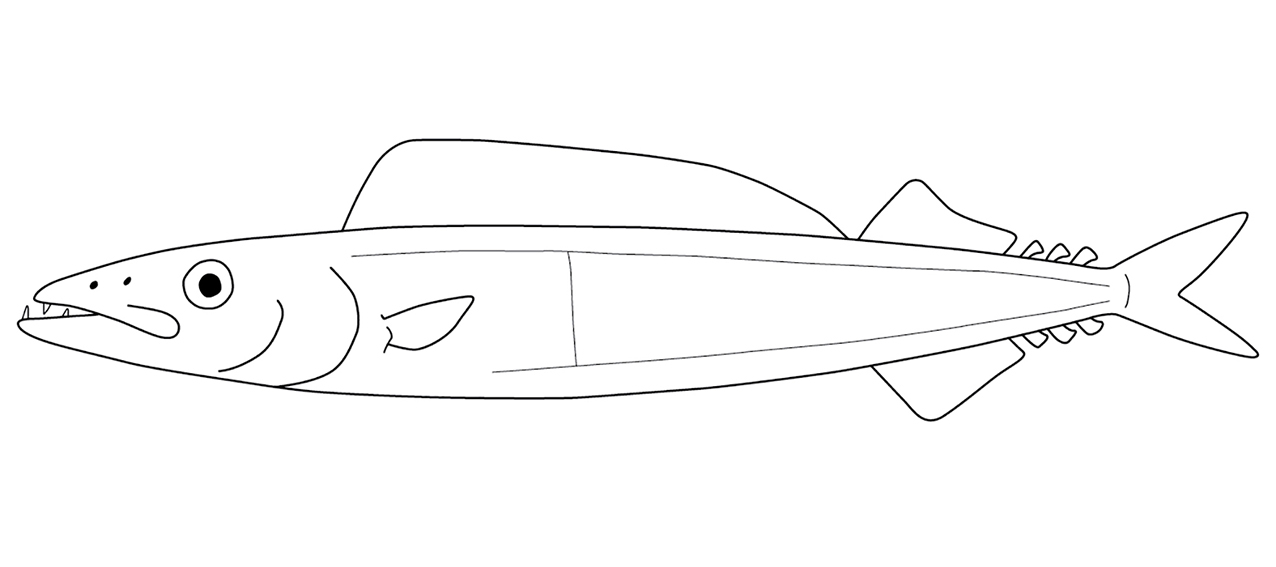 Gempylidae feature image