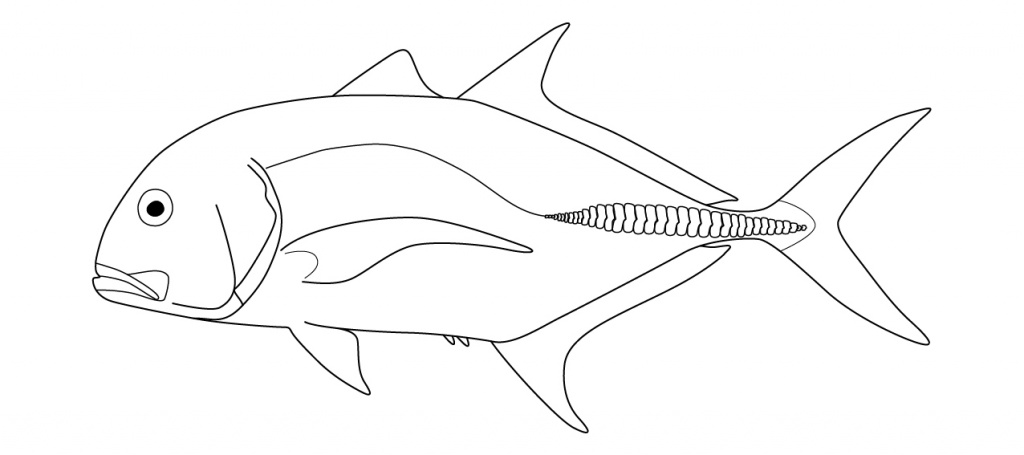 Carangidae feature