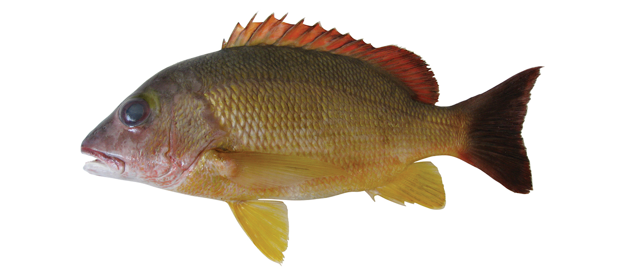 Lutjanus fulvus