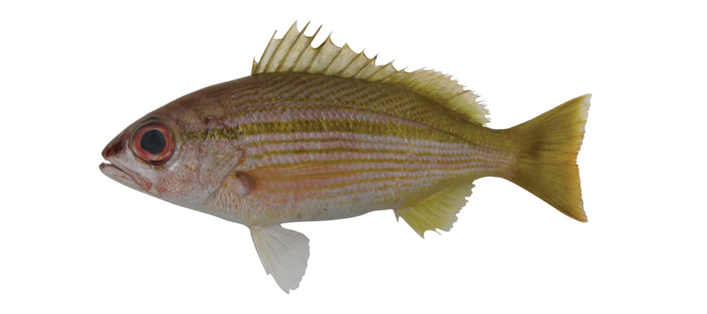 Lutjanus lutjanus