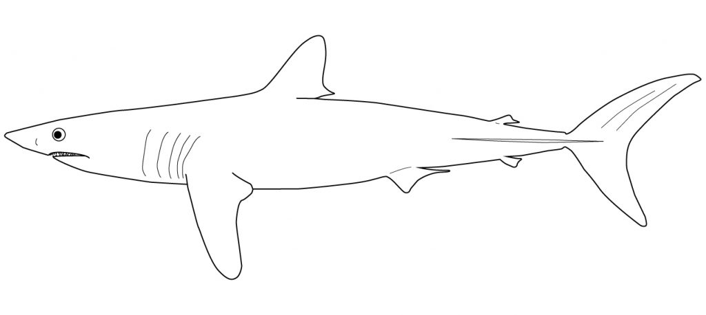 Lamnidae