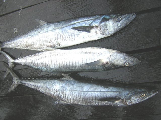 Scomberomorus commerson