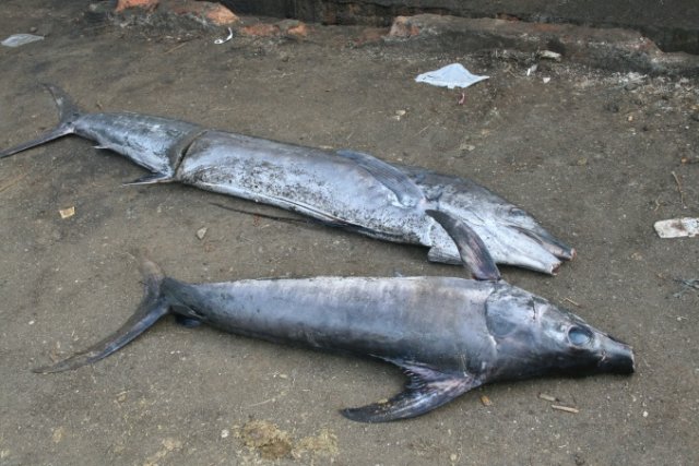 Xiphias gladius (bottom) and Istiophorus platypterus (top)