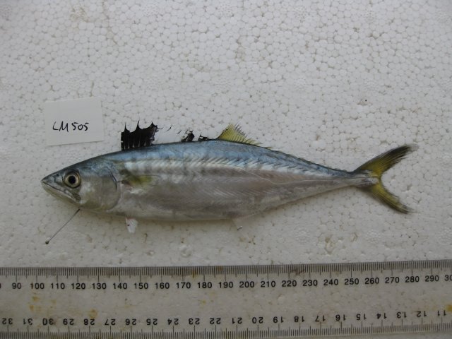 Scomberomorus commerson