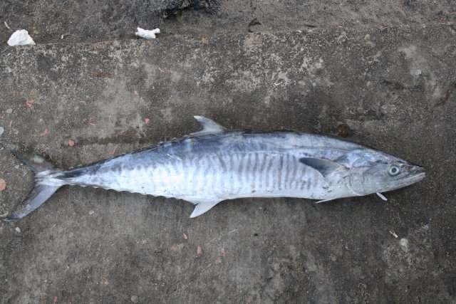 Scomberomorus commerson