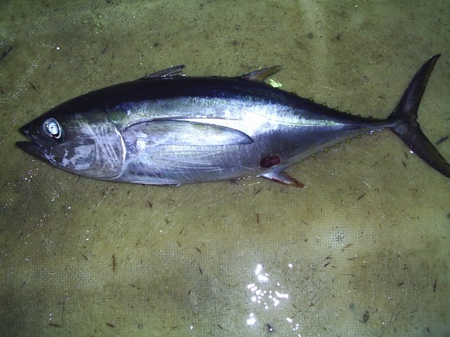 Thunnus albacares