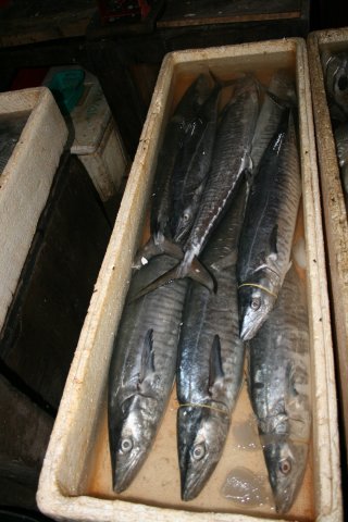 Scomberomorus commerson