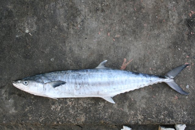 Scomberomorus commerson