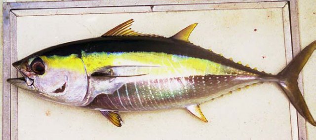 Thunnus albacares