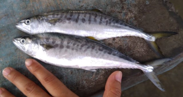 Scomberomorus commerson