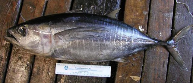 Thunnus albacares-45 cm FL