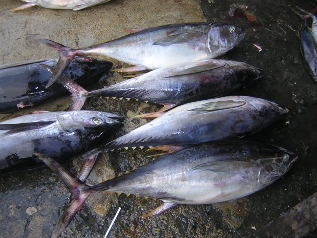 Thunnus albacares