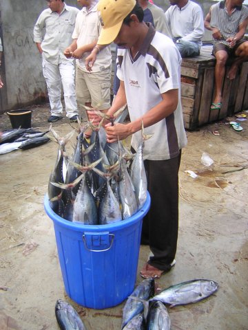 Thunnus albacares