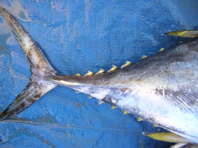 Thunnus albacares caudal peduncle