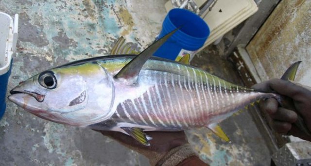 Thunnus albacares
