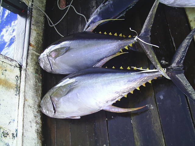 Thunnus albacares