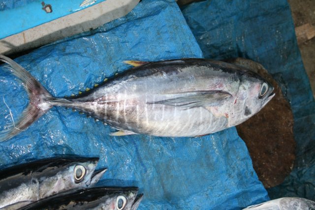 Thunnus obesus
