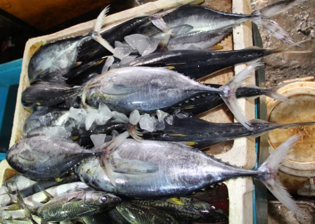 Thunnus albacares