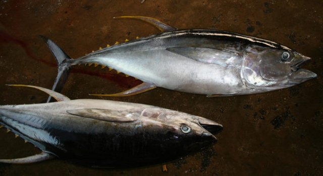 Thunnus albacares