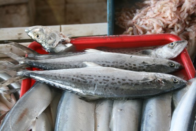 Scomberomorus guttatus