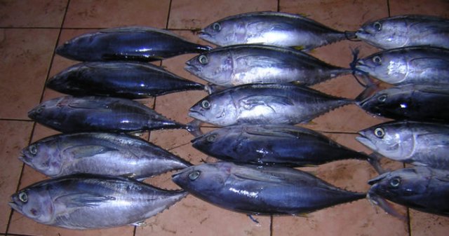 Thunnus albacares